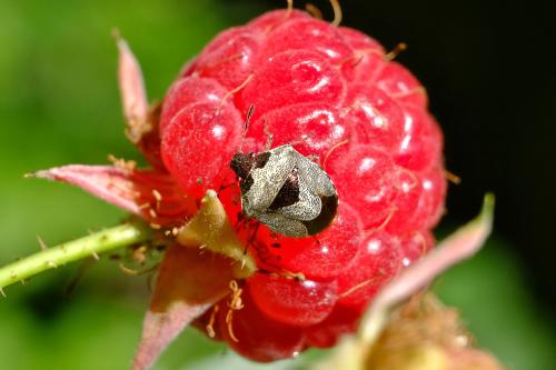 Réf. 348 934 : Stagonomus venustissimus